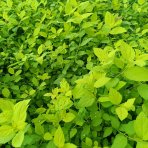 Tavoľník japonský (Spiraea Japonica) ´GOLDEN PRINCESS´ - výška 10-20 cm ⌀ 20 cm , kont. C2L